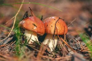nature Boletaceae mushrooms Suillus luteus photo