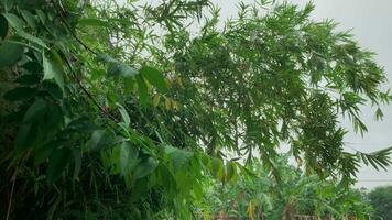 ster fruit boom gedurende regen. bamboe bomen wanneer het regent. video