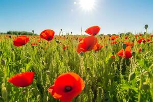 Beautiful field of red poppies in the sunset light. Neural network AI generated photo