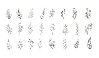 Set of vector vintage floral elements.Hand drawn cute line art . Elements flowers, branches, swashes and flourishes