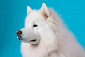 linda Samoyedo perro en azul color antecedentes. neural red ai generado foto