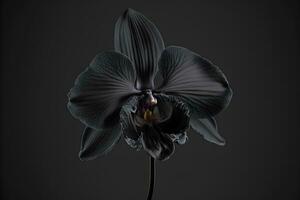 Rare blooming large black orchid of genus Big Lip phalaenopsis flowers isolated on dark black background. Neural network generated art photo