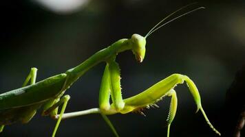 prier mante, faune video