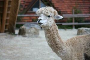 Llama alpaca in the zoo, fluffy and cute animal photo