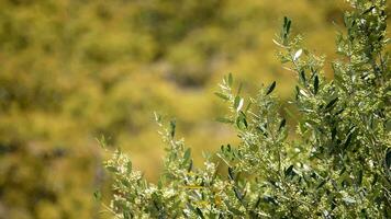 Olive branch tree in close up video