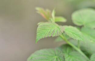 Photo of a few green leaves from a raspberry bush. Growing bush of raspberry. Macro photo with blurred background