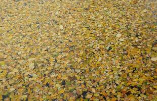 Bright autumn maple leaves in water, natural background. autumn atmosphere image. Fall season photo