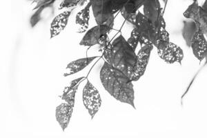 black and white Leaf with holes, eaten by pests photo