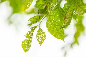 Leaf with holes, eaten by pests photo