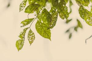 Leaf with holes, eaten by pests photo