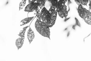 black and white Leaf with holes, eaten by pests photo