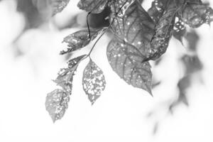 black and white Leaf with holes, eaten by pests photo