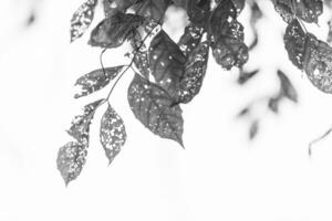 black and white Leaf with holes, eaten by pests photo