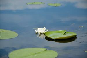 hermosa blanco loto flor y lirio redondo hojas en el agua después lluvia en río foto