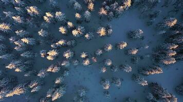 naald- Woud gedekt met sneeuw Bij zonsondergang in winter. antenne ondersteboven visie. taganay nationaal park, zuidelijk uralen, Rusland. dar vliegt omhoog en draait video