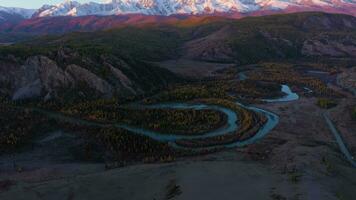 Kurai Steppe, Chuya River Meander, Yellow Larches and Mountains in Autumn in the Morning Twilight. Aerial View. Altai Mountains, Russia. Drone Flies Sideways, Tilt Up video