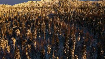 Mitkiny Cliffs and Coniferous Forest on a Winter Morning. Aerial View. Taganay National Park, Southern Urals, Russia. Drone Flies Forward, Tilt Up. Reveal Shot video