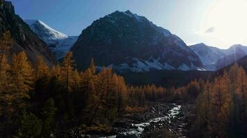 Mount Karatash and Yellow Larches in Aktru Valley in Autumn. The Altai Mountains. Russia. Aerial View. Drone Flies Forward and Upwards video