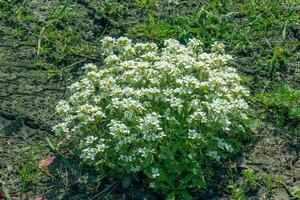 Arabis a spring flowering plant with ya white springtime flower commonly known as Variegated Rock Cress photo