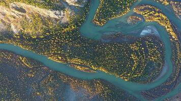 giallo larici e meandro di chuya fiume nel autunno. aereo verticale dall'alto al basso Visualizza. kurai steppa, altai, Russia video