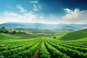 verde algodón campo en el montañas. agrícola paisaje. agrícola industria, panorámico foto de un hermosa agrícola ver con pimienta y Puerro plantaciones, ai generado