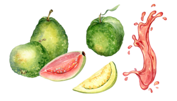 Whole guavas and slices, juice pink splash watercolor illustration. Tropical fruit, red spot, drop guajava hand drawn. Design for wrapping, packaging, label, ingredient. png