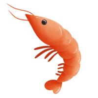 Cute shrimp cartoon drawing png