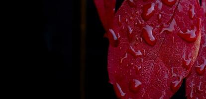 Autumn background with leaves and water drops.Raindrops on Red Maples leaves photo