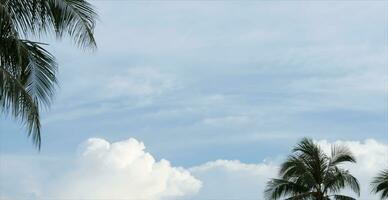 Blue Sky Background,Horizon Spring Morning Sky Scape by the Sea with coconut palm leaves tree,Beautiful Nature fluffy cloud in Sunny day Summer,Panoramic Backdrop banner  for Holiday Sale, Promotion photo