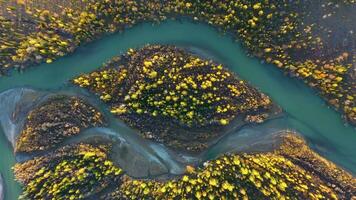 Gelb Lärchen auf Insel und Chuya Fluss im Herbst. Antenne Vertikale von oben nach unten Sicht. kurai Steppe, Altai, Russland. Drohne fliegt nach oben und dreht sich video
