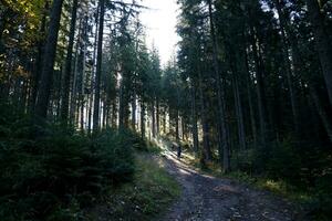 CARPATHIAN MOUNTAINS, UKRAINE - OCTOBER 8, 2022 Mount Hoverla. Carpathians in Ukraine in autumn photo