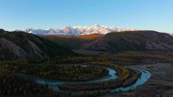 Chuya River Meander, Larches and Mountains in Autumn at Sunrise. Aerial View. Altai Mountains, Russia. Drone Flies Forward video