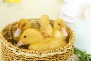 En Vivo amarillo patos en un mimbre cesta hecho de estera de cerca. el concepto de levantamiento animales en un granja. foto