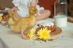 Cute fluffy ducklings on the Easter table with quail eggs and Easter cupcakes, next to a little girl. The concept of a happy Easter. photo