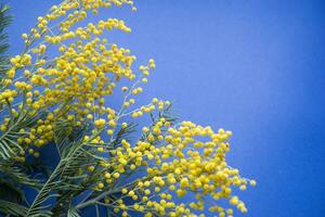 primavera concierto. mimosa en un azul antecedentes. mimosa de cerca. contento primavera. foto