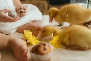 A little girl is sitting on the Easter table and playing with cute fluffy ducklings. The concept of celebrating happy Easter. photo