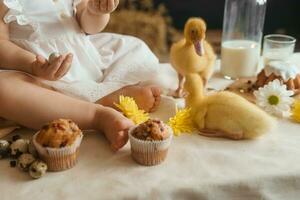 Cute fluffy ducklings on the Easter table with quail eggs and Easter cupcakes, next to a little girl. The concept of a happy Easter photo