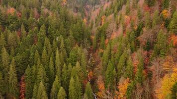 Drone view of mountain winding river in autumn forest. Top view from drone with reverse movement on autumn landscape. Colorful landscape of nature, trees with orange leaves in autumn. Autumn colors video