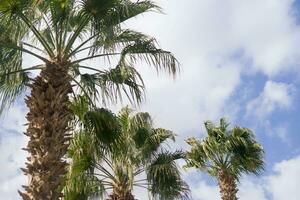 Tall palm trees growing on an exotic tropical island on background of bright blue sky. photo