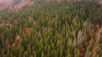 Aerial view of the trees of a beautiful colorful mixed forest on a foggy autumn day. Drone shot flying over treetops, nature background footage. Wild nature of a pristine natural environment video