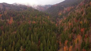 otoño bosque en el antecedentes de brumoso montaña picos aéreo disparo. arboles con vistoso otoño hojas, zumbido vista. montañas con otoño arboles aéreo fotografía de el tapas de otoño arboles video