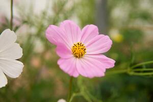 Beautiful pink flowers growing in the garden. Gardening concept, close-up. photo