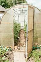 Large greenhouses for growing homemade vegetables. The concept of gardening and life in the country. photo