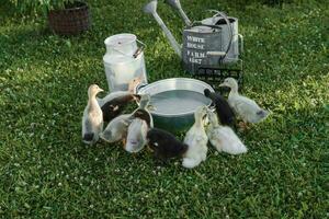 Ducks on the farm. Light and dark ducklings drink water from an iron trough. The concept of life on the farm. photo