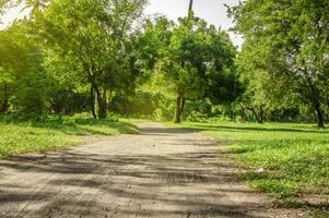 un camino en un bosque rodeado por árboles, un hermosa camino rodeado por arboles en un pequeño bosque, bajo ángulo de un la carretera foto