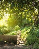 narrow road in the countryside, a small dirt road in the countryside with copy space photo