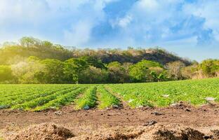 Cultivation and harvest of watermelon.. Watermelon cultivation orchard. Watermelon cultivation plot with blue sky photo