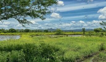 Image of a green field with mountains with clouds and blue sky, Rice field with mountains and blue sky photo