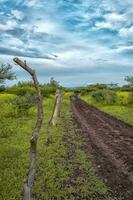 Narrow road in the field with clear sky, A road in the field surrounded by vegetation with blue sky, beautiful road in the field and clear blue sky photo