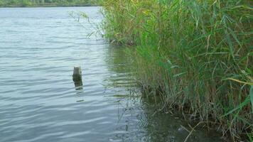 groen riet groeit Aan kust van meer. video
